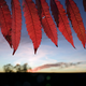 Image for article titled The chemicals that cause leaves to change color in fall